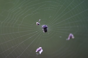 web